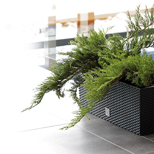 Prosperplast DRTC500 S433 Rato Flower Pot, Antraciet of Brown, Irrigatiesysteem, Duurzaam, hoogwaardig kunststof, stijlvol