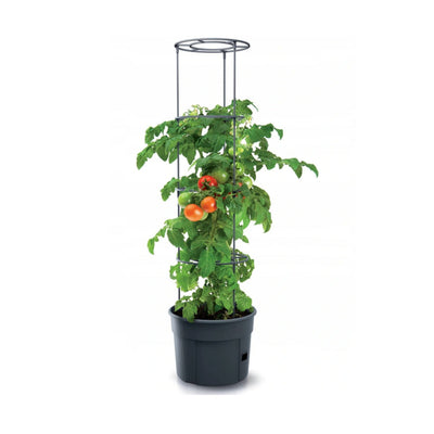 Tomate cultivador IPOM400 jitomate pot